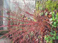 SAM_2700.webp
