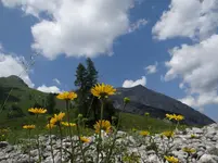Blumenhimmel.webp