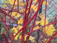 Bild 2469.webp