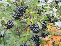 Bild 2358.webp