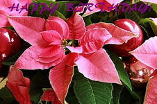 pinkfarbener Weihnachtsstern.webp