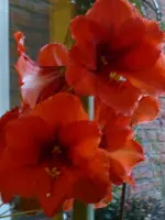 P1030234.webp