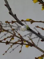 P1030238.webp