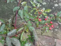 SAM_2698.webp