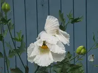 123.webp