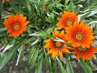 006.webp