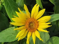 050.webp