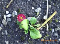 jan01 003.webp