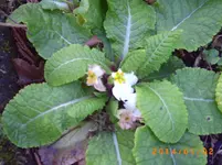 jan01 010.webp