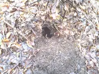 Loch im Kompost_1.webp