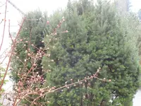 SAM_2718.webp