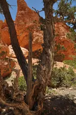 Holz9.webp