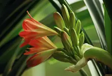 Clivia blüht_03012014_1280.webp