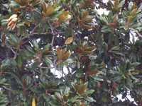 IMGP4401.webp