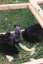 Hasi1.webp