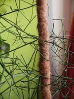 DSCN8912.webp