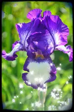 iris2.webp
