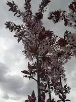 15042012788.webp
