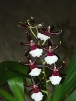 DSCF3491.webp