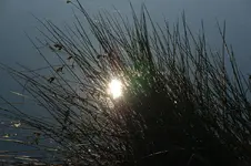 moor7.webp