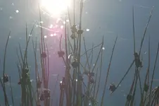 moor11.webp
