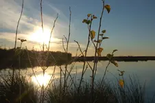 moor19.webp