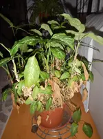 DSCN0107.webp