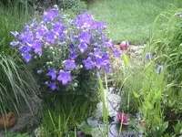 Ballonblume lila1.webp