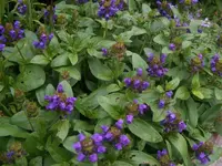 Braunelle1.webp