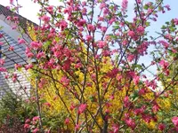 Blutjohannisbeere1.webp