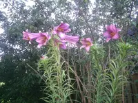 Baumlilie1.webp