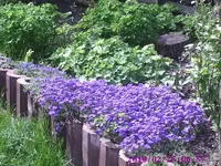 Blaukissen1.webp