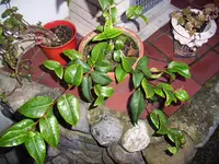 100_1289.webp
