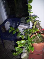100_1290.webp