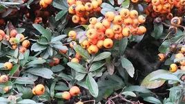 003.webp
