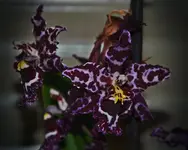 DSC_0539.webp