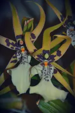 DSC_0543.webp