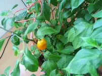 Canario_Frucht.webp
