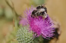Tiere.webp