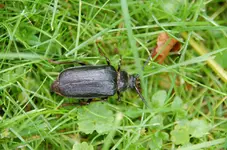 Tiere3.webp