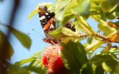 Tiere4.webp