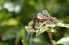Tiere5.webp
