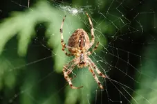 Tiere6.webp