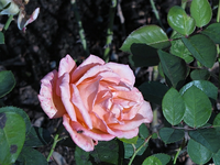 IMG_3562.webp