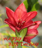 Amaryllis3.webp