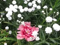 bertramsgarbe j.webp
