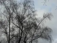 SAM_2712.webp