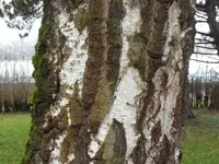 SAM_2713.webp