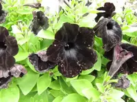 Bild 1725.webp