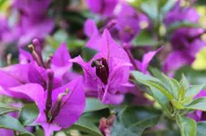 Bougainvillea.webp